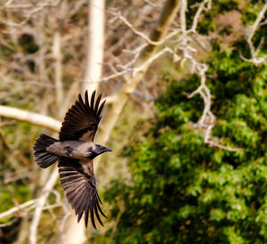 Bird flying in a forest