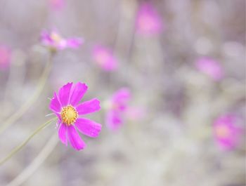 Close-up of pink flowering plant