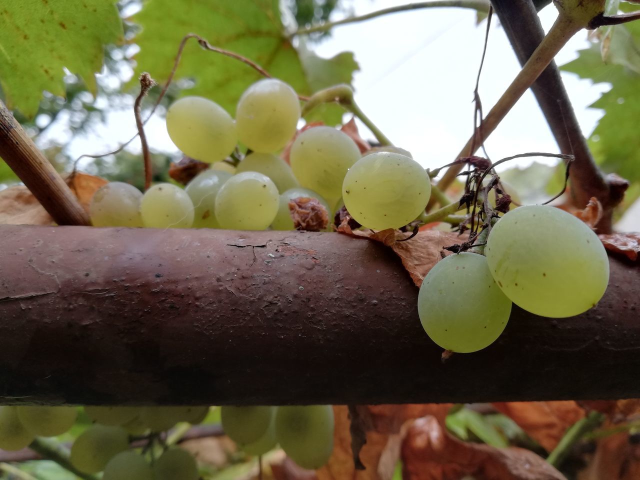 CLOSE-UP OF GRAPES