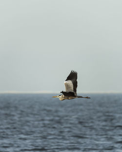 Seagull flying over sea against clear sky