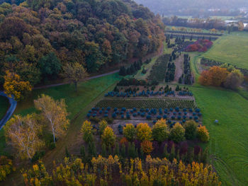 Scenic view of trees growing in field