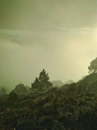 Trees in forest against sky