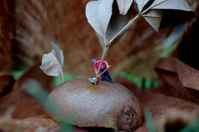 Close-up of fruit on plant