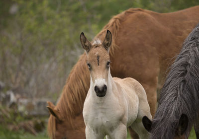 Wild foal and horses