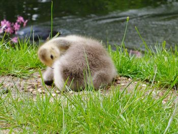 Duckling on grassy field