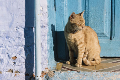 Cat sitting on blue wall