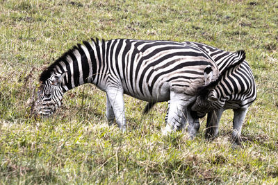 Zebras in a field