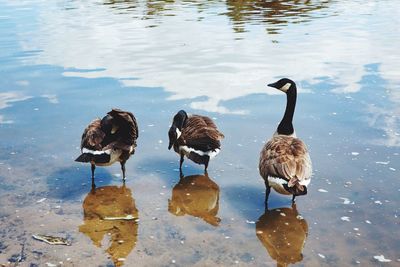 Ducks swimming on lake