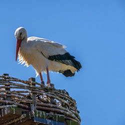 White stork, scientific name ciconia ciconia, with a red beak and red legs stand in his big nest 