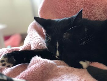 Close-up of cat resting at home