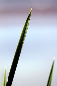 Low angle view of grass against sky
