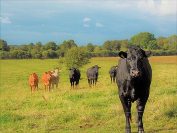 Cows on field against sky