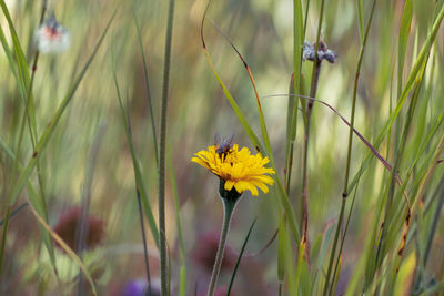 Close-up of butterfly pollinating on yellow flower
