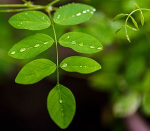 Close-up of raindrops on leaves