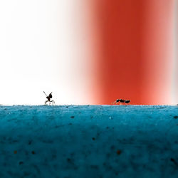 Close-up of ant on the ground