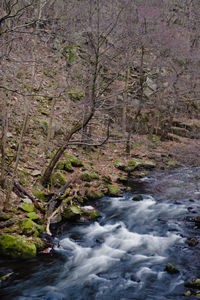 Scenic view of river amidst trees in forest