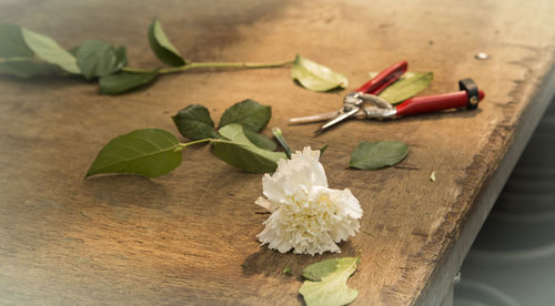 High angle view of flower on table