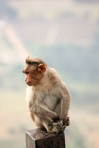 Close-up of monkey looking away