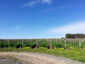 Vineyard blue sky