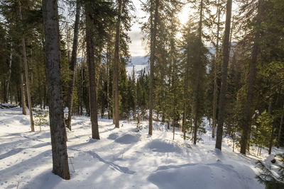 Trees in forest during winter