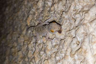 Close-up of lizard on tree trunk