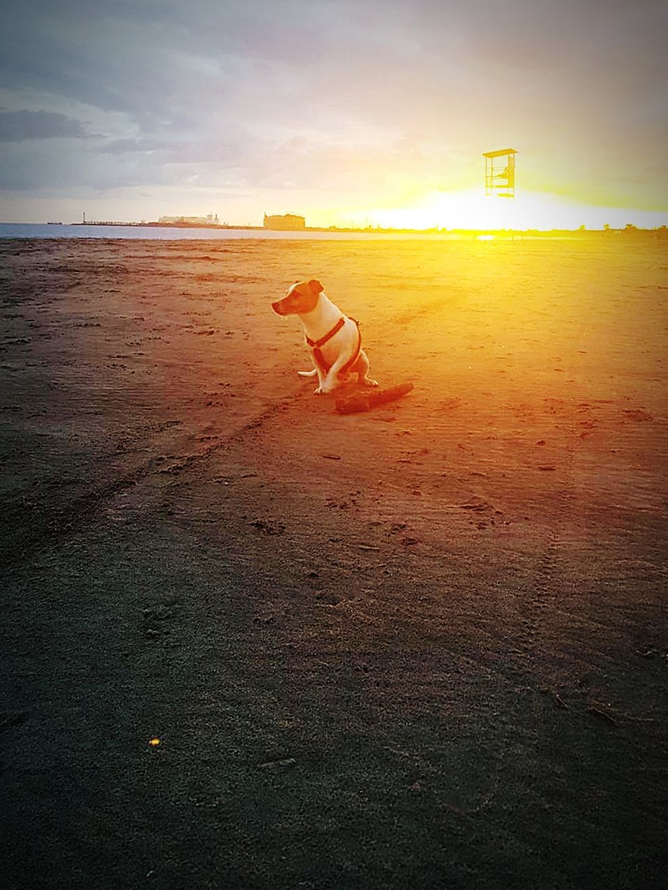 beach, sky, land, canine, pets, sand, dog, one animal, domestic, sunset, animal themes, mammal, domestic animals, animal, nature, vertebrate, sea, full length, real people, cloud - sky, outdoors, horizon over water