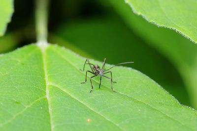 Close-up of insect on leaf