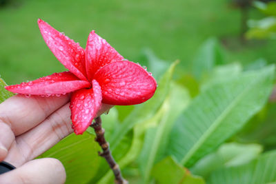 Close-up of hand holding red flower