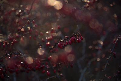 Close-up of berries on tree