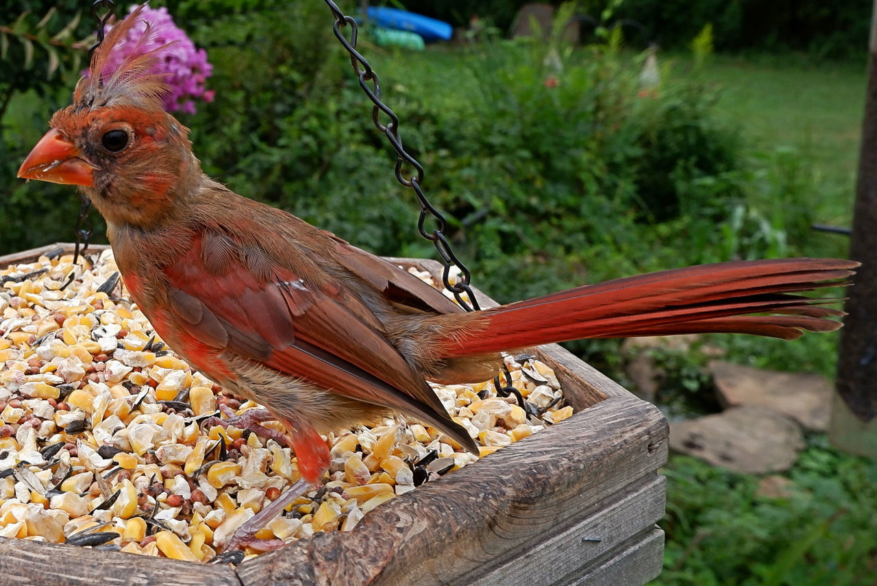 CLOSE-UP OF BIRD PERCHING ON A WOODEN SURFACE