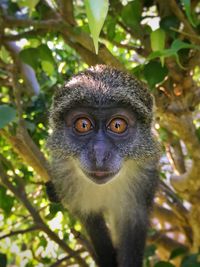 Portrait of monkey on tree