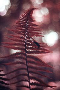 Close-up of illuminated plant