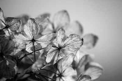 Close-up of flowers