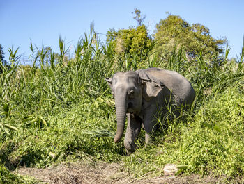 Elephant in a field