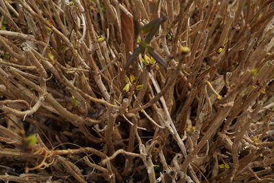 Full frame shot of crops on field