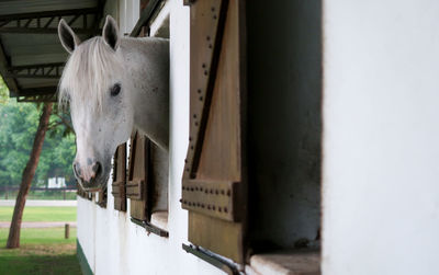 White horse in stable