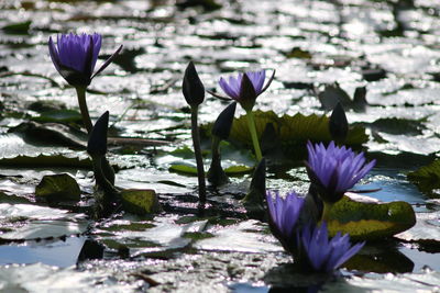 Close-up of lotus water lily in pond