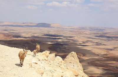 Goats on desert against sky