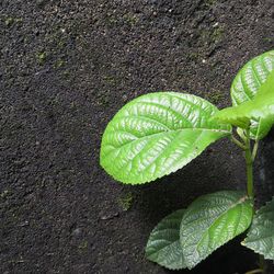 High angle view of green leaves on plant