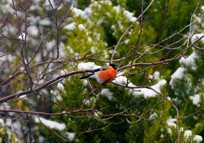 Close-up of bird perching on tree