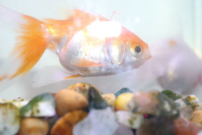 Close-up of fish swimming in sea