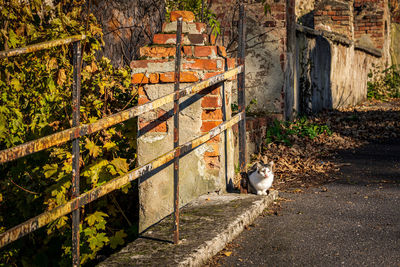 A cat on an old bridge. palace ruin in wlosien, poland.