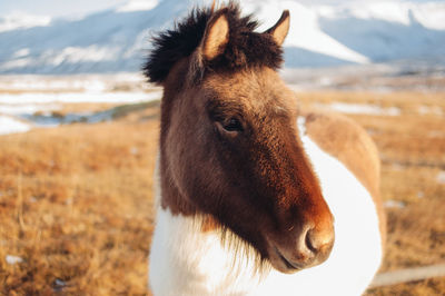 Close-up of horse standing on field against sky