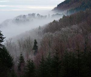 Scenic view of forest against sky