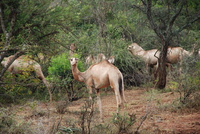 Side view of horses in a forest