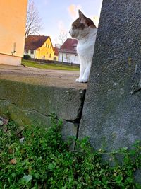 View of a cat looking away