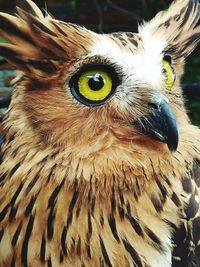 Close-up of owl