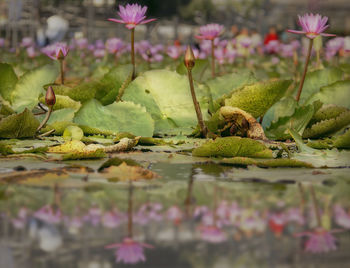 Close-up of lotus water lily
