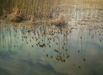 Reflection of trees in water
