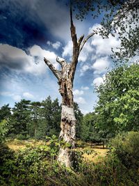 Trees on field against sky